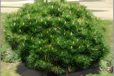 Сосна Брепо (Pinus 'Brepo') - 40 см 695266984781 фото
