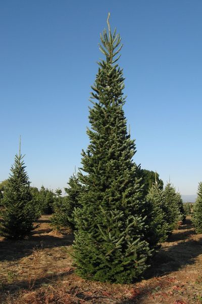 Ялиця біла Pyramidalis 175-200 см 280220261441 фото