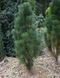 Сосна чорна Шольц (Pinus nigra 'Sholz') - 130-140 см 695266984831 фото 1