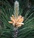 Сосна чорна Шольц (Pinus nigra 'Sholz') - 130-140 см 695266984831 фото 2