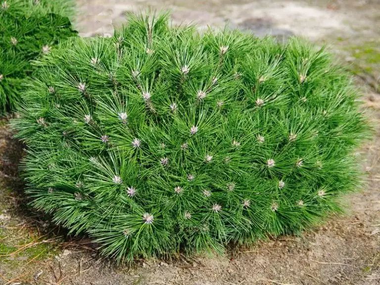 Сосна Брепо (Pinus 'Brepo') - 40 см 695266984781 фото