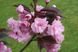 Сакура роял Бургунді (Prunus serrulata 'Royal Burgundy') - 275-300 см 695266984956 фото 1