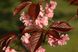 Сакура роял Бургунді (Prunus serrulata 'Royal Burgundy') - 275-300 см 695266984956 фото 3
