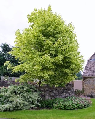 Клен гостролистий Друмонді (Acer platanoides druumondii) - 300-350 см 695266984907 фото