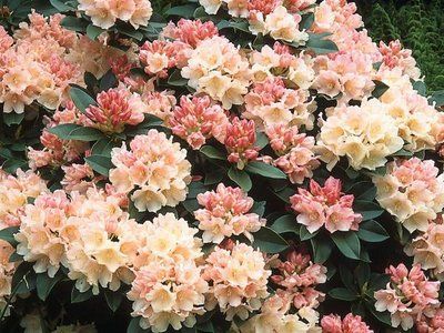 Рододендрон Golden Torch 40-60 см 180220261342 фото