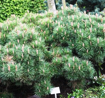 Сосна Брепо (Pinus 'Brepo') - 60 см 695266984782 фото