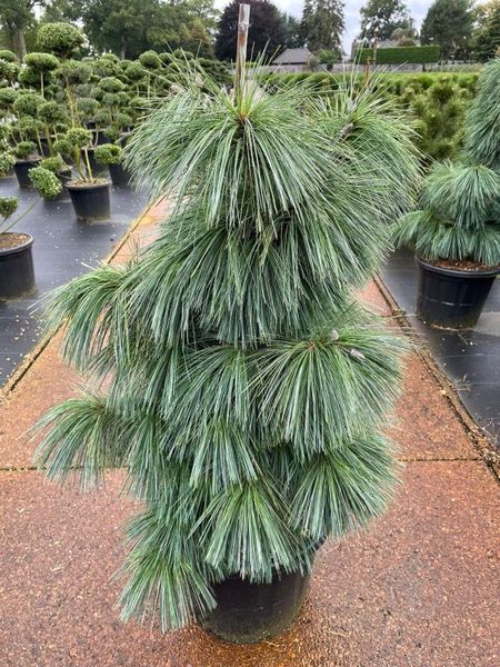 Сосна Шверіна Вітхорст (Pinus Shwerinii Withorst) - 100 см 695266984832 фото