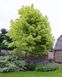 Клен гостролистий Друмонді (Acer platanoides druumondii) - 300-350 см 695266984907 фото 1