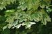Клен гостролистий Друмонді (Acer platanoides druumondii) - 300-350 см 695266984907 фото 2