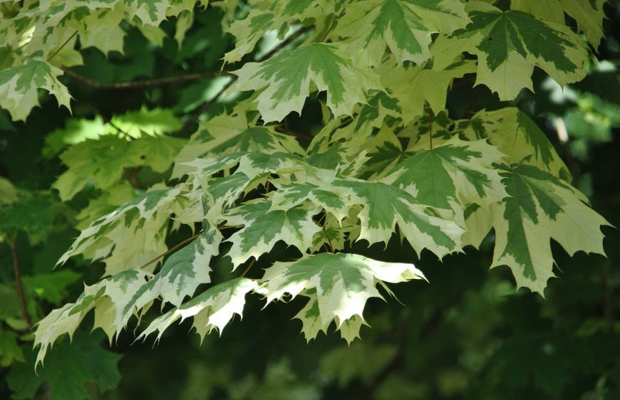 Клен гостролистий Друмонді (Acer platanoides druumondii) - 300-350 см 695266984907 фото