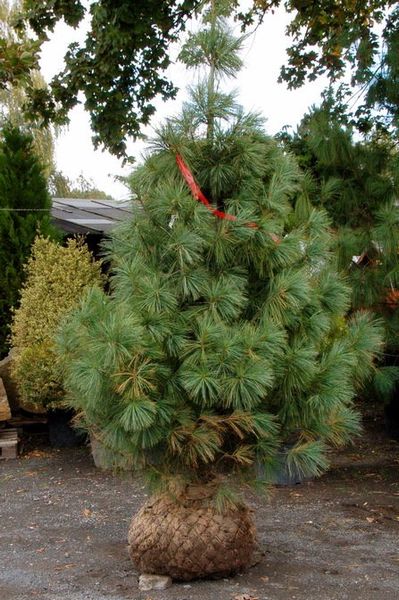 Сосна Валіха (Pinus wallichiana) - 150-175 см 695266984783 фото