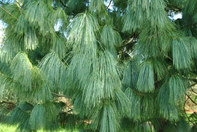 Сосна Валіха (Pinus wallichiana) - 150-175 см 695266984783 фото