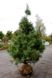 Сосна Валіха (Pinus wallichiana) - 150-175 см 695266984783 фото 2