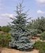 Ялиця процера Glauca 200-225 см 280220261455 фото 1