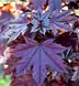 Клен гостролистий Роял Ред (Acer platanoides Royal Red) - 300+ см 695266984908 фото 2