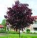Клен гостролистий Роял Ред (Acer platanoides Royal Red) - 300+ см 695266984908 фото 1