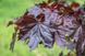 Клен гостролистий Роял Ред (Acer platanoides Royal Red) - 300+ см 695266984908 фото 3