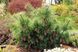 Сосна Шверіна Вітхорст (Pinus Shwerinii Withorst) - 125-150 см 695266984833 фото 2