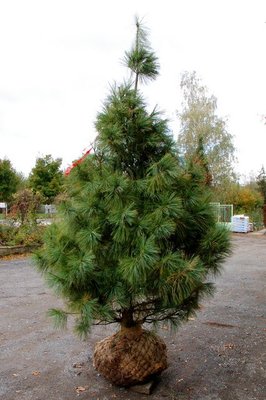 Сосна Валіха (Pinus wallichiana) - 200-250 см 695266984784 фото