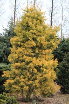 Ялиця одноколірна Aurea 200-250 см 280220261503 фото