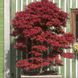 Клен пальмолистий Піксі (Acer palmatum pixie) - 100 см 695266984909 фото 1