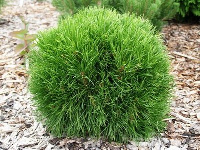 Сосна гірська Varella (Pinus mugo Varella) - 40-50 см 261278369731 фото