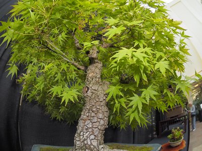 Клен пальмолистий Аракава (Acer palmatum Arakawa) - 200-250 см 695266984910 фото