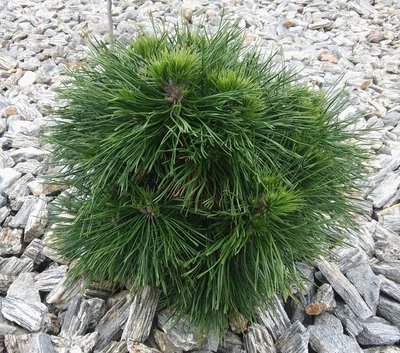 Сосна гірська Варелла (Pinus mugo varella) - 40-50 см 695266984785 фото