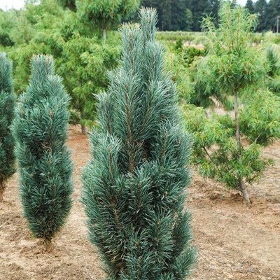 Сосна звичайна Фастігіата (Pinus sylvestris Fastigiata) - 160-180 см 695266984835 фото