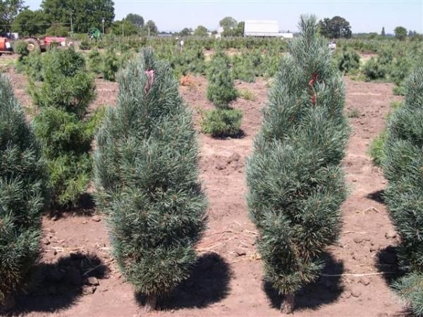 Сосна звичайна Фастігіата (Pinus sylvestris Fastigiata) - 160-180 см 695266984835 фото