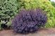 Скумпія Роял пьорпл (Cotinus coggygria 'Royal Purple') - 100 см 695266984960 фото 3