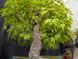 Клен пальмолистий Аракава (Acer palmatum Arakawa) - 200-250 см 695266984910 фото 1