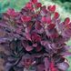 Скумпія Роял пьорпл (Cotinus coggygria 'Royal Purple') - 100 см 695266984960 фото 5