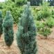 Сосна звичайна Фастігіата (Pinus sylvestris Fastigiata) - 160-180 см 695266984835 фото 1