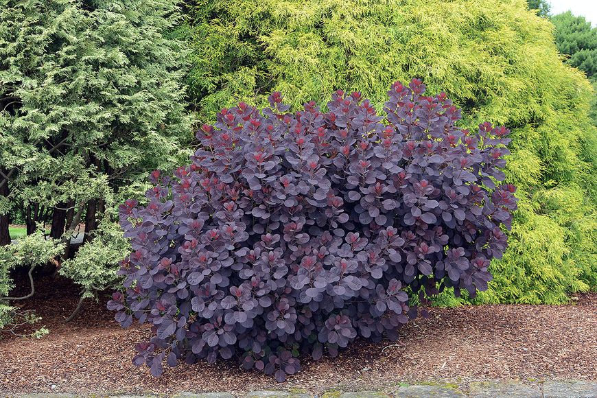Скумпія Роял пьорпл (Cotinus coggygria 'Royal Purple') - 100 см 695266984960 фото