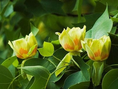 Тюльпанове дерево (Liriodendron tulipifera) - 300-350 см 695266984961 фото