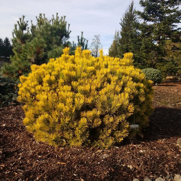 Сосна гірська Карстен Вінтерголд (Pinus mugo Carsten Wintergold) - 40-60 см 695266984786 фото