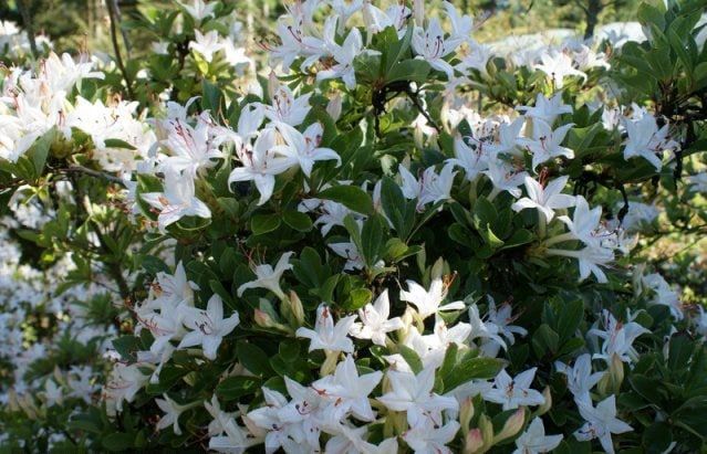 Азалія Кнап Хіл ( Rhododendron luteum Knapp-Hill) - 80+ см 695266984836 фото