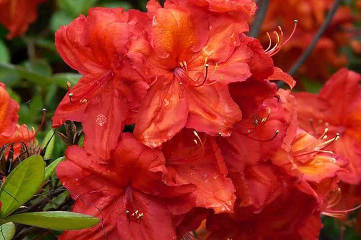 Азалія Кнап Хіл ( Rhododendron luteum Knapp-Hill) - 80+ см 695266984836 фото