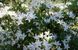 Азалія Кнап Хіл ( Rhododendron luteum Knapp-Hill) - 80+ см 695266984836 фото 4