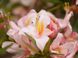 Азалія Кнап Хіл ( Rhododendron luteum Knapp-Hill) - 80+ см 695266984836 фото 5