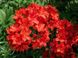Азалія Кнап Хіл ( Rhododendron luteum Knapp-Hill) - 80+ см 695266984836 фото 1