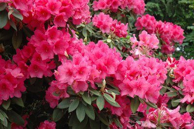 Рододендрон Anna Rose Whitney 50-60 см 190220261311 фото