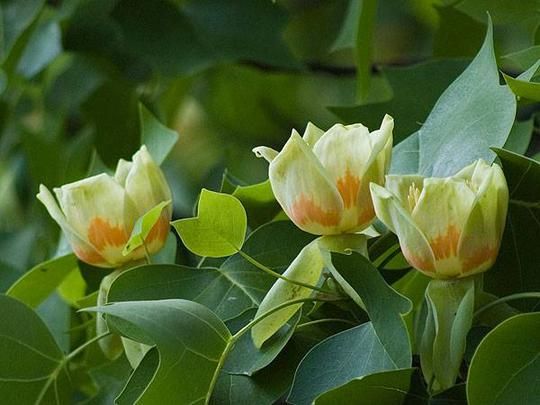 Тюльпанове дерево Фастігіатум (Liriodendron tulipifera Fastigiatum) - 350-400 см 695266984962 фото