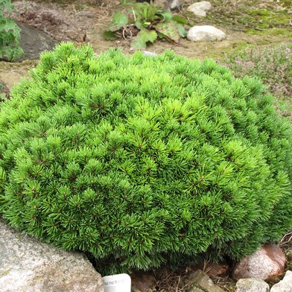Cосна гірська Мопс (Pinus mugo 'Mops') - 40 см 695266984787 фото