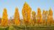 Тюльпанове дерево Фастігіатум (Liriodendron tulipifera Fastigiatum) - 350-400 см 695266984962 фото 4