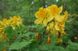 Азалія Кнап Хіл ( Rhododendron luteum Knapp-Hill) - 100-150 см 695266984837 фото 5