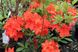 Азалія Кнап Хіл ( Rhododendron luteum Knapp-Hill) - 100-150 см 695266984837 фото 3