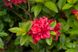 Азалія Кнап Хіл ( Rhododendron luteum Knapp-Hill) - 100-150 см 695266984837 фото 1