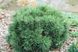 Cосна гірська Мопс (Pinus mugo 'Mops') - 40 см 695266984787 фото 1